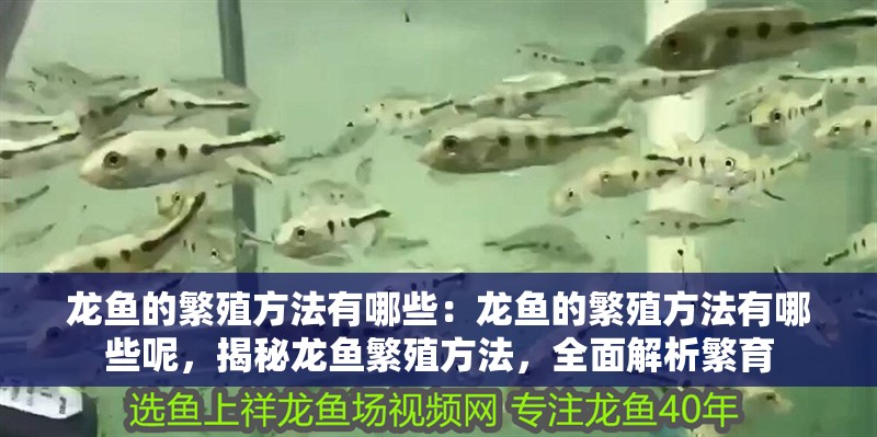 龍魚的繁殖方法有哪些：龍魚的繁殖方法有哪些呢，揭秘龍魚繁殖方法，全面解析繁育 龍魚的繁殖方法有哪些：龍魚的繁殖方法有哪些呢，揭秘龍魚繁殖方法，全面解析繁育 水族問答