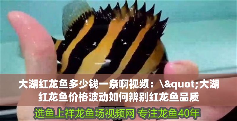 大湖紅龍魚多少錢一條啊視頻：\"大湖紅龍魚價格波動如何辨別紅龍魚品質