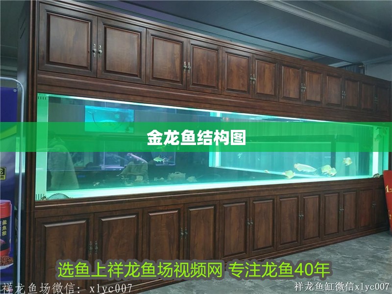 金龍魚結(jié)構(gòu)圖