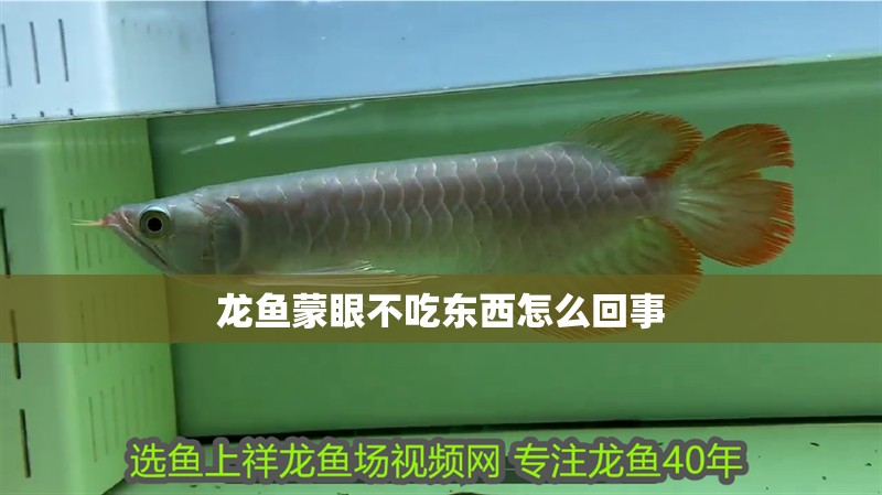 龍魚蒙眼不吃東西怎么回事