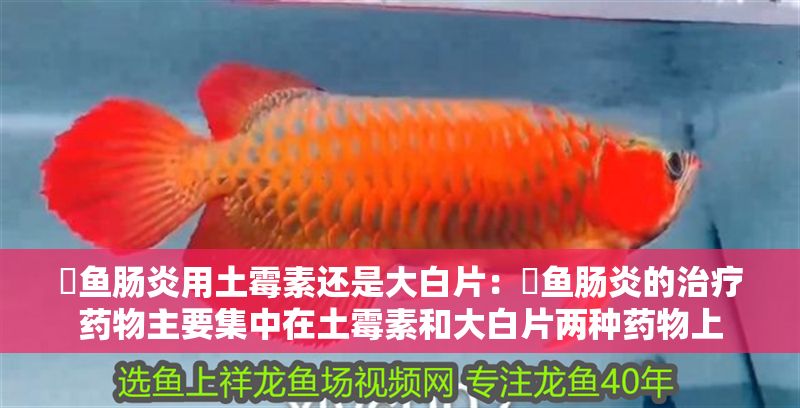 魟魚腸炎用土霉素還是大白片：魟魚腸炎的治療藥物主要集中在土霉素和大白片兩種藥物上