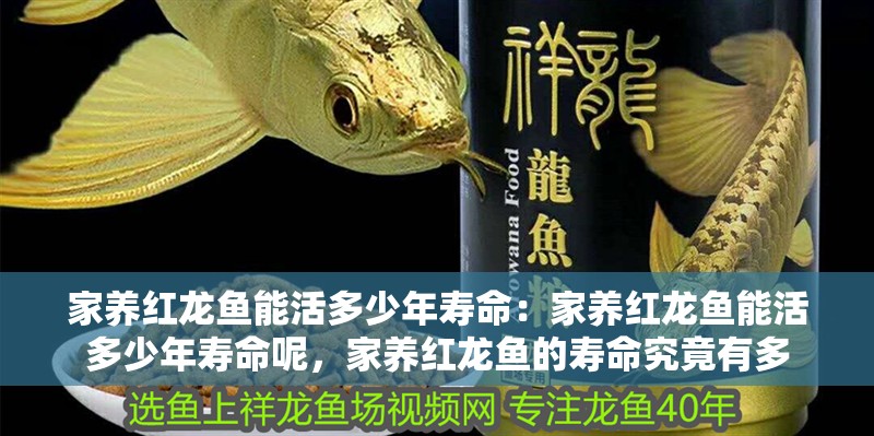 家養紅龍魚能活多少年壽命：家養紅龍魚能活多少年壽命呢，家養紅龍魚的壽命究竟有多 家養紅龍魚能活多少年壽命：家養紅龍魚能活多少年壽命呢，家養紅龍魚的壽命究竟有多 水族問答