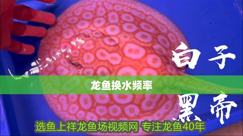 龍魚換水頻率
