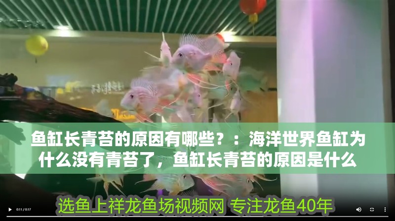 魚缸長青苔的原因有哪些？：海洋世界魚缸為什么沒有青苔了，魚缸長青苔的原因是什么
