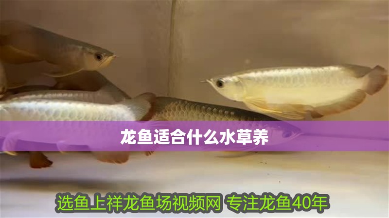 龍魚適合什么水草養