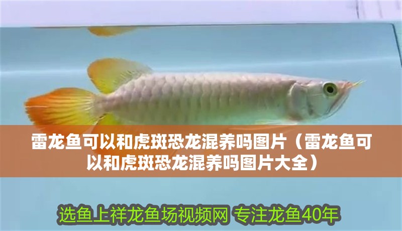 雷龍魚可以和虎斑恐龍混養(yǎng)嗎圖片（雷龍魚可以和虎斑恐龍混養(yǎng)嗎圖片大全） 雷龍魚可以和虎斑恐龍混養(yǎng)嗎圖片（雷龍魚可以和虎斑恐龍混養(yǎng)嗎圖片大全） 虎魚百科