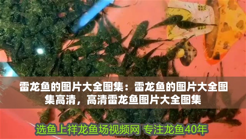 雷龍魚的圖片大全圖集：雷龍魚的圖片大全圖集高清，高清雷龍魚圖片大全圖集
