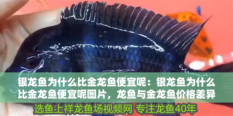 銀龍魚為什么比金龍魚便宜呢:銀龍魚為什么比金龍魚便宜呢圖片,龍魚與金龍魚價(jià)格差異探 水族問答 銀龍魚為什么比金龍魚便宜呢:銀龍魚為什么比金龍魚便宜呢圖片,龍魚與金龍魚價(jià)格差異探 銀龍魚為什么比金龍魚便宜呢:銀龍魚為什么比金龍魚便宜呢圖片,龍魚與金龍魚價(jià)格差異探 水族問答