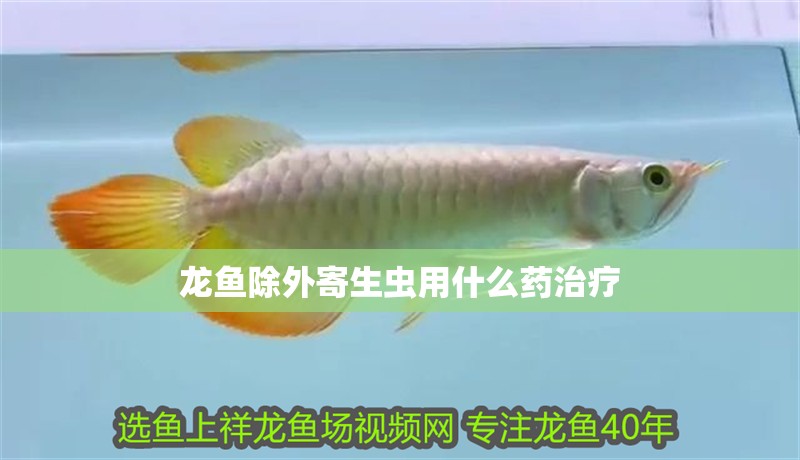 龍魚(yú)除外寄生蟲(chóng)用什么藥治療