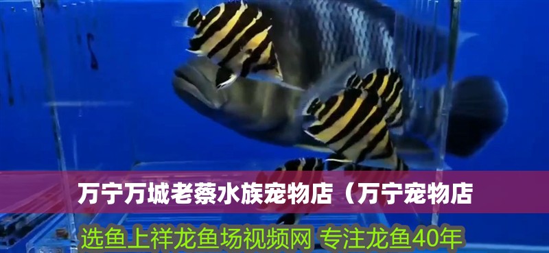 萬(wàn)寧萬(wàn)城老蔡水族寵物店（萬(wàn)寧寵物店 萬(wàn)寧萬(wàn)城老蔡水族寵物店（萬(wàn)寧寵物店 全國(guó)水族館企業(yè)名錄 第2張