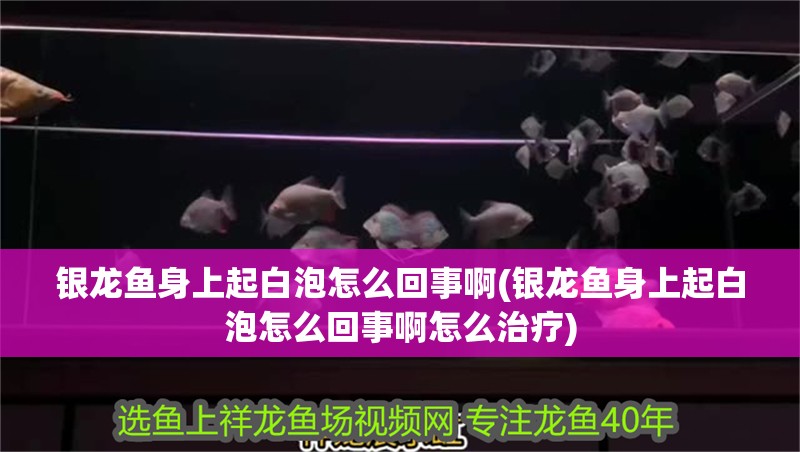 銀龍魚(yú)身上起白泡怎么回事啊(銀龍魚(yú)身上起白泡怎么回事啊怎么治療)