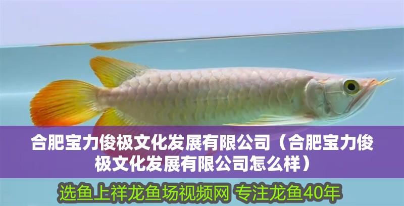 合肥寶力俊極文化發展有限公司（合肥寶力俊極文化發展有限公司怎么樣） 合肥寶力俊極文化發展有限公司（合肥寶力俊極文化發展有限公司怎么樣） 全國水族館企業名錄 第2張