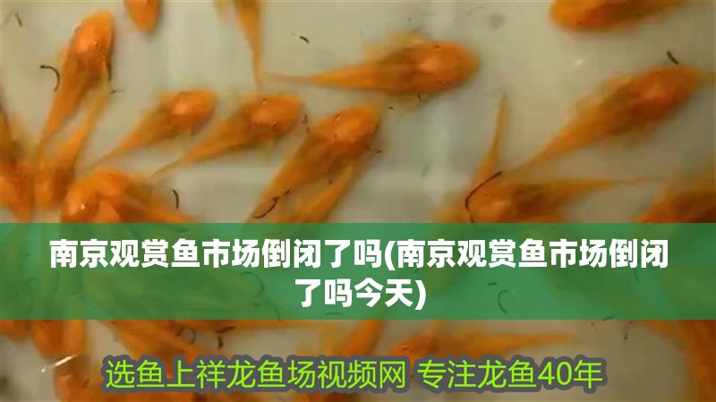 南京觀賞魚市場倒閉了嗎(南京觀賞魚市場倒閉了嗎今天)
