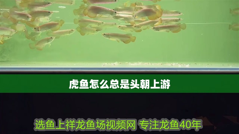 虎魚怎么總是頭朝上游