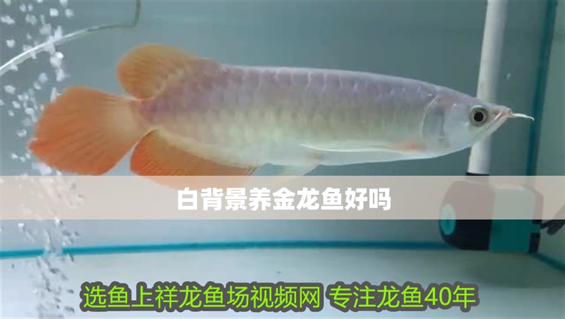 白背景養金龍魚好嗎