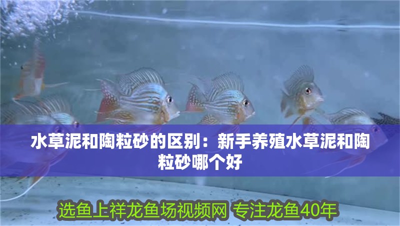 水草泥和陶粒砂的區別：新手養殖水草泥和陶粒砂哪個好