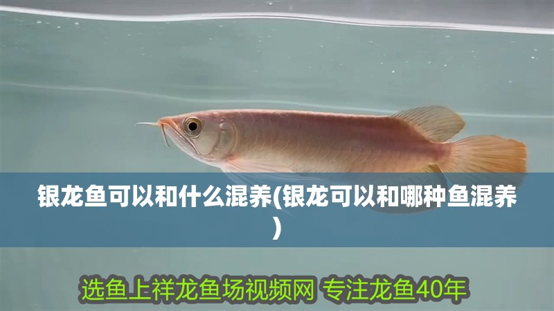 銀龍魚可以和什么混養(yǎng)(銀龍可以和哪種魚混養(yǎng))
