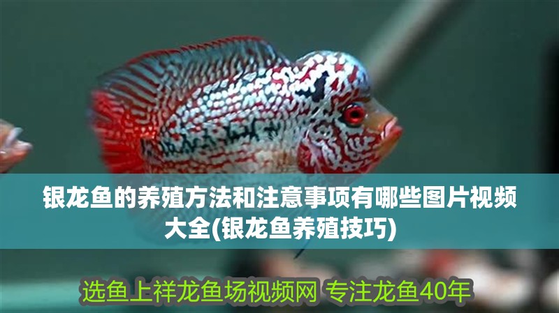 銀龍魚的養(yǎng)殖方法和注意事項(xiàng)有哪些圖片視頻大全(銀龍魚養(yǎng)殖技巧)