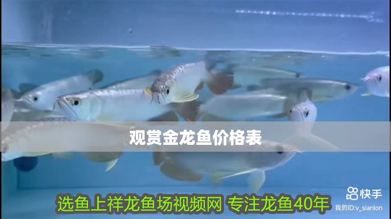 觀賞金龍魚價格表