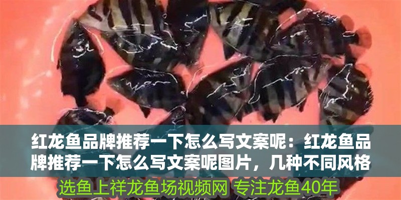 紅龍魚品牌推薦一下怎么寫文案呢：紅龍魚品牌推薦一下怎么寫文案呢圖片，幾種不同風格的標題供你參考，，解鎖紅龍魚品牌推薦文案撰寫秘籍，附驚艷圖片攻略！，超實用！教你寫出吸睛的紅龍魚品牌推薦文案與配圖技巧，一文搞定，紅龍魚品牌推薦文案創作及圖片