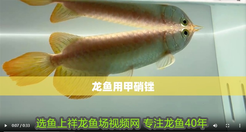 龍魚用甲硝銼