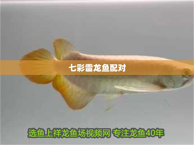 七彩雷龍魚配對