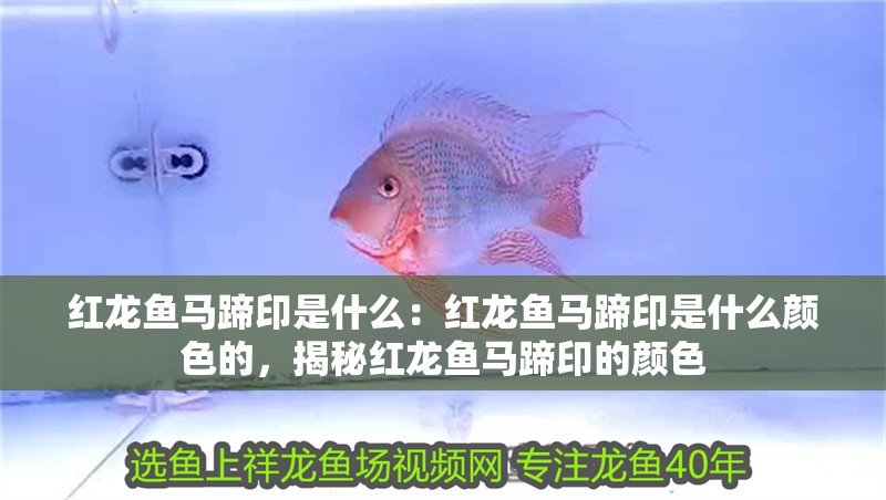 紅龍魚馬蹄印是什么：紅龍魚馬蹄印是什么顏色的，揭秘紅龍魚馬蹄印的顏色