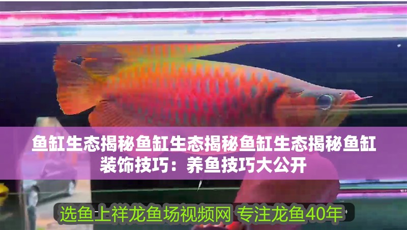 魚缸生態揭秘魚缸生態揭秘魚缸生態揭秘魚缸裝飾技巧：養魚技巧大公開
