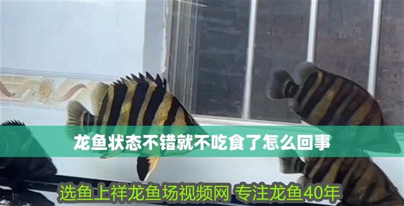 龍魚(yú)狀態(tài)不錯(cuò)就不吃食了怎么回事 龍魚(yú)狀態(tài)不錯(cuò)就不吃食了怎么回事 龍魚(yú)百科