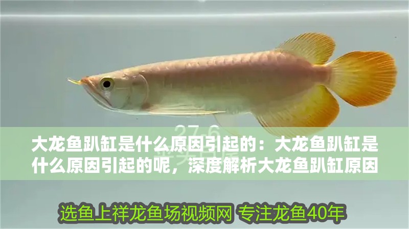 大龍魚趴缸是什么原因引起的:大龍魚趴缸是什么原因引起的呢,深度解析大龍魚趴缸原因 水族問答 大龍魚趴缸是什么原因引起的:大龍魚趴缸是什么原因引起的呢,深度解析大龍魚趴缸原因 大龍魚趴缸是什么原因引起的:大龍魚趴缸是什么原因引起的呢,深度解析大龍魚趴缸原因 水族問答