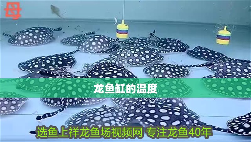 龍魚缸的溫度 龍魚缸的溫度 魚缸百科