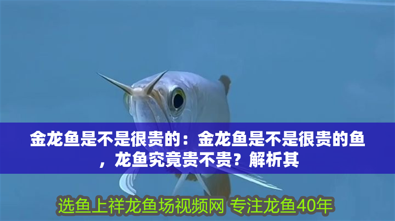 金龍魚是不是很貴的：金龍魚是不是很貴的魚，龍魚究竟貴不貴？解析其 金龍魚是不是很貴的：金龍魚是不是很貴的魚，龍魚究竟貴不貴？解析其 水族問答