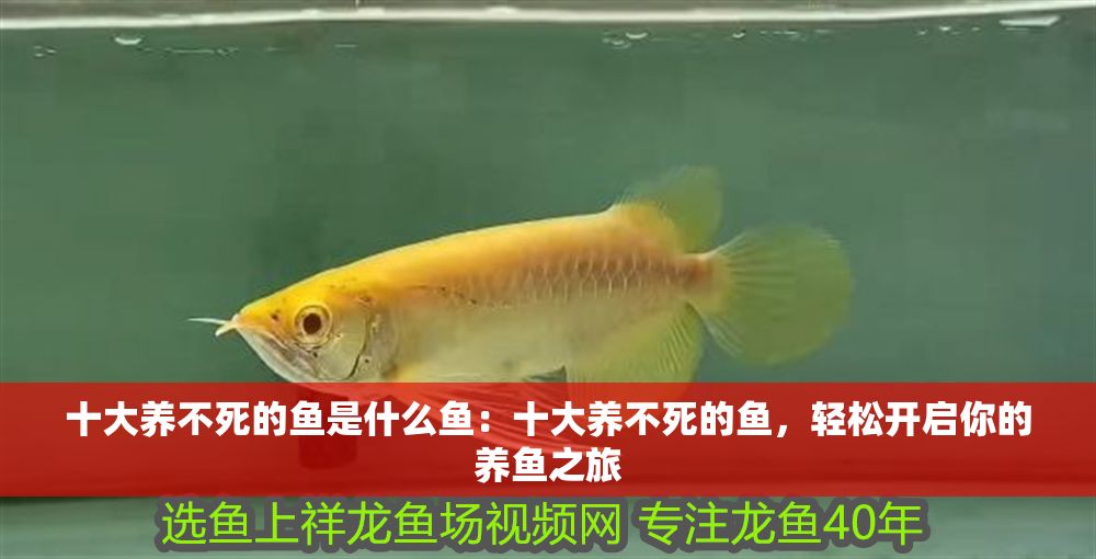 十大養(yǎng)不死的魚是什么魚：十大養(yǎng)不死的魚，輕松開(kāi)啟你的養(yǎng)魚之旅