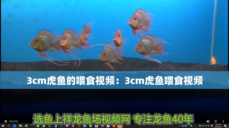 3cm虎魚的喂食視頻：3cm虎魚喂食視頻 3cm虎魚的喂食視頻：3cm虎魚喂食視頻 虎魚百科 第2張