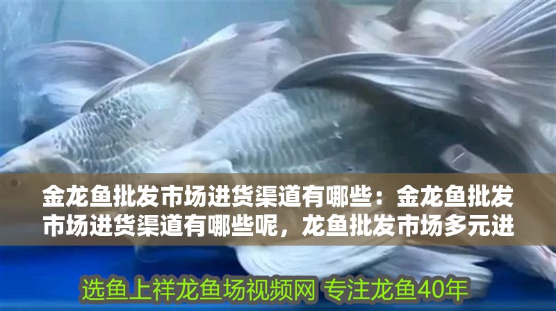 金龍魚批發市場進貨渠道有哪些：金龍魚批發市場進貨渠道有哪些呢，龍魚批發市場多元進貨