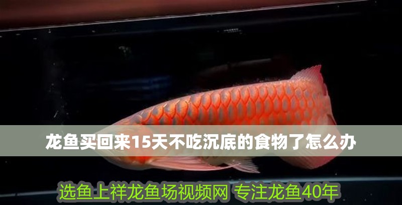 龍魚買回來15天不吃沉底的食物了怎么辦