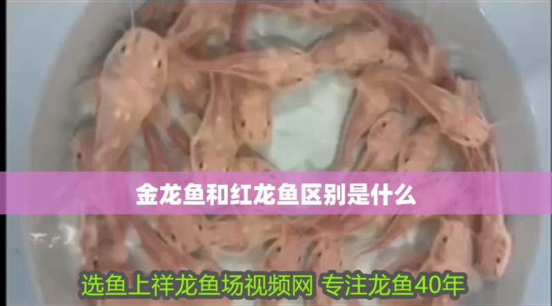 金龍魚和紅龍魚區別是什么