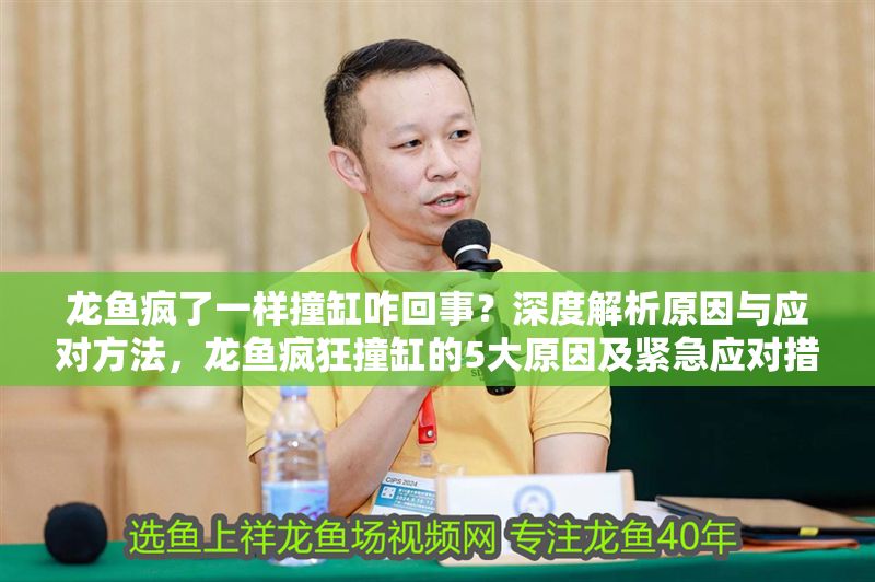 龍魚瘋了一樣撞缸咋回事？深度解析原因與應(yīng)對(duì)方法，龍魚瘋狂撞缸的5大原因及緊急應(yīng)對(duì)措施
