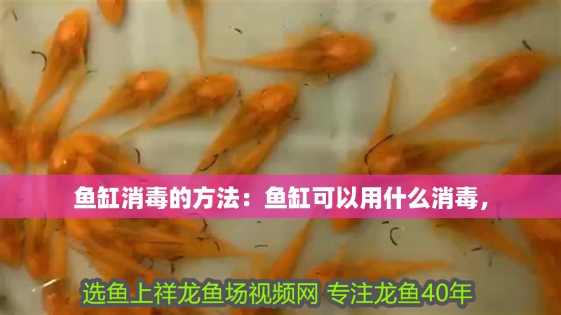 魚(yú)缸消毒的方法：魚(yú)缸可以用什么消毒，