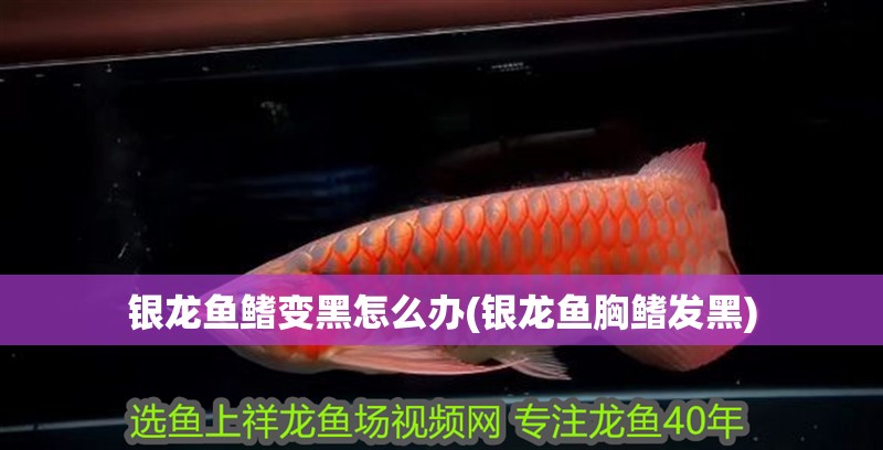 銀龍魚鰭變黑怎么辦(銀龍魚胸鰭發黑)
