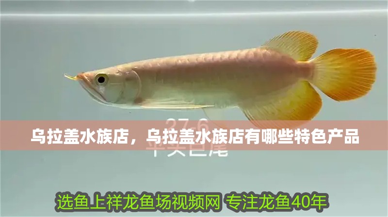 烏拉蓋水族店，烏拉蓋水族店有哪些特色產(chǎn)品