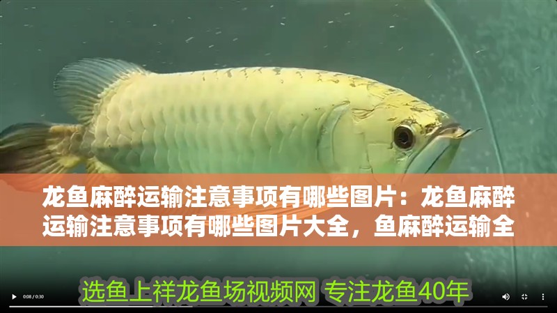 龍魚麻醉運(yùn)輸注意事項(xiàng)有哪些圖片：龍魚麻醉運(yùn)輸注意事項(xiàng)有哪些圖片大全，魚麻醉運(yùn)輸全攻略，注意事項(xiàng)與圖片