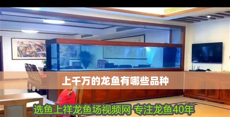 上千萬的龍魚有哪些品種