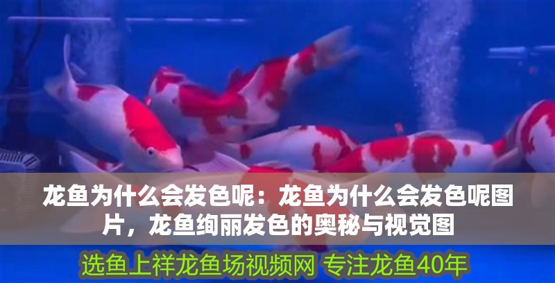 龍魚為什么會發色呢：龍魚為什么會發色呢圖片，龍魚絢麗發色的奧秘與視覺圖