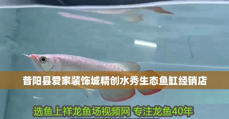 昔陽縣愛家裝飾城精創(chuàng)水秀生態(tài)魚缸經(jīng)銷店