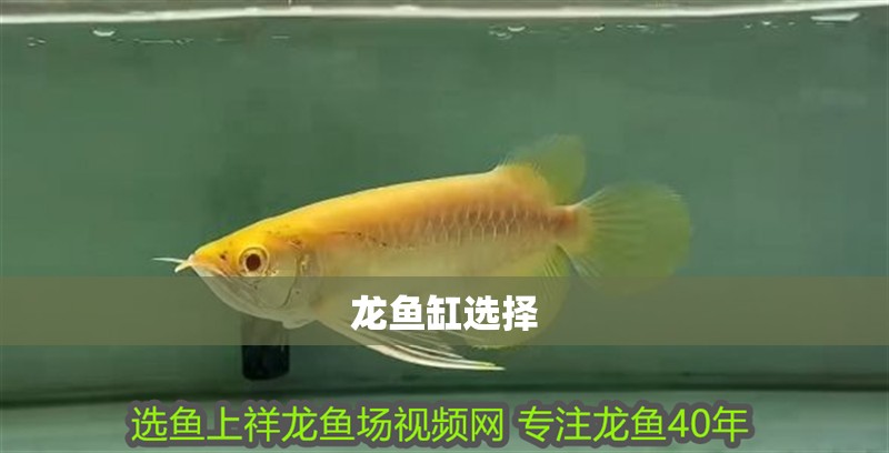 龍魚缸選擇