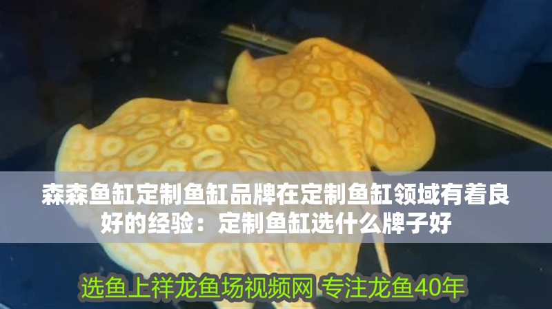 森森魚缸定制魚缸品牌在定制魚缸領域有著良好的經驗：定制魚缸選什么牌子好