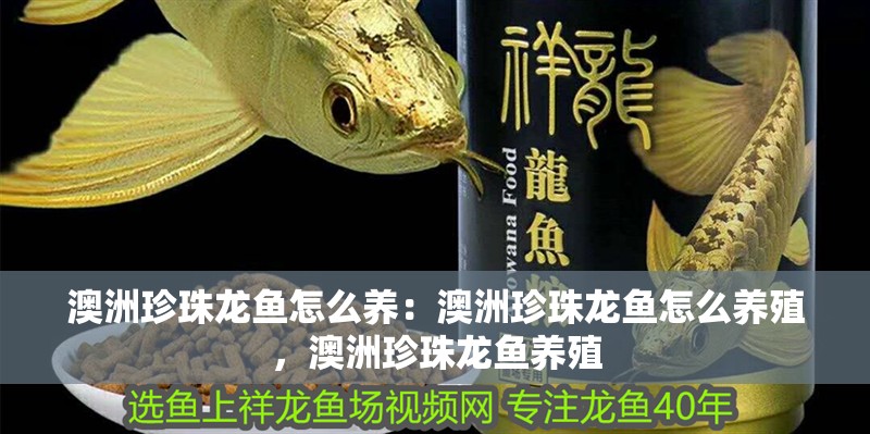 澳洲珍珠龍魚怎么養：澳洲珍珠龍魚怎么養殖，澳洲珍珠龍魚養殖