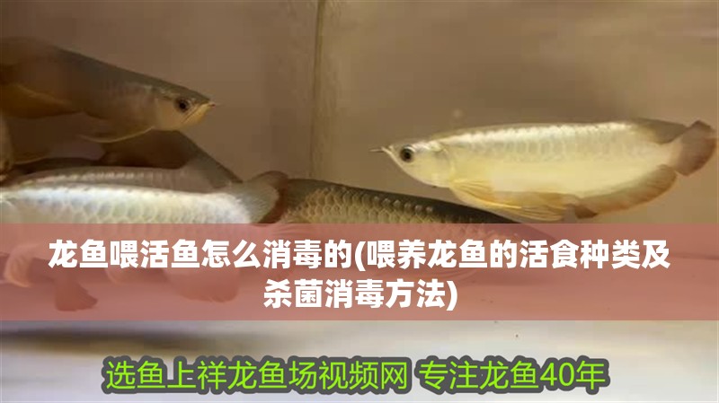 龍魚喂活魚怎么消毒的(喂養龍魚的活食種類及殺菌消毒方法)