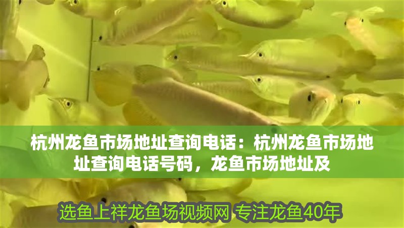 杭州龍魚市場地址查詢電話：杭州龍魚市場地址查詢電話號碼，龍魚市場地址及